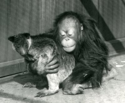 Un joven orangután abraza a un canguro arborícola en el Zoológico de Londres en 1927 de Frederick William Bond