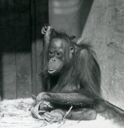 Un joven orangután sentado en su recinto en el Zoológico de Londres, octubre de 1925 de Frederick William Bond