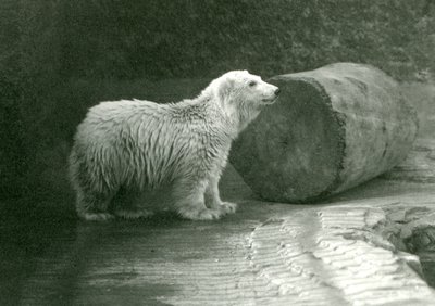 Un joven oso polar en el Zoológico de Londres en noviembre de 1924 de Frederick William Bond