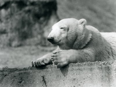 Un joven oso polar descansando en un borde de concreto en el Zoológico de Londres en 1927 de Frederick William Bond