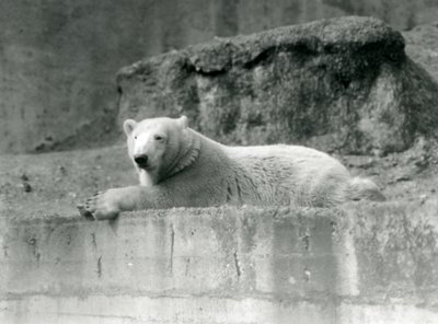 Un Oso Polar joven descansa en un saliente rocoso en su recinto en el Zoológico de Londres en 1927 de Frederick William Bond