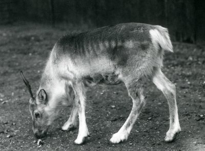 Un joven reno en el Zoológico de Londres, 1925 de Frederick William Bond