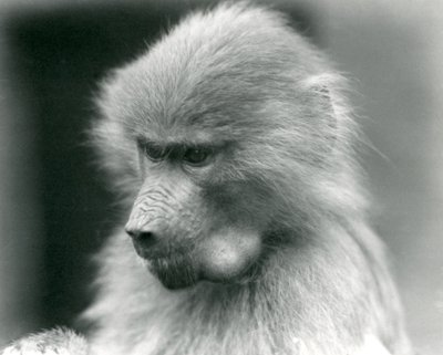 Un joven babuino sagrado con su bolsa de mejillas llena, Zoológico de Londres, 1925 de Frederick William Bond