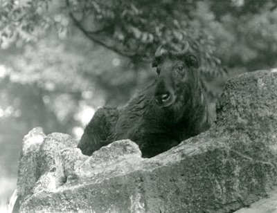 Un joven takin, también conocido como chamois de ganado o cabra gnu, descansando en una roca, zoológico de Londres, junio de 1924 de Frederick William Bond
