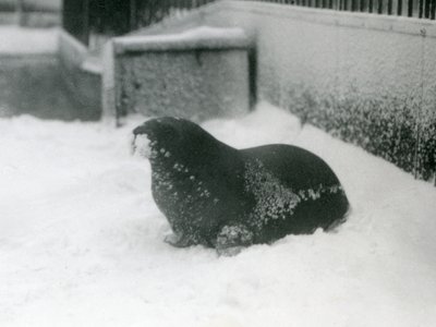 Un joven morsa en la nieve, Zoológico de Londres, febrero de 1924 de Frederick William Bond