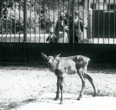 Un joven wapití/ciervo de pie en su corral, con visitantes mirando a través de las barras, Zoológico de Londres, agosto de 1927 de Frederick William Bond