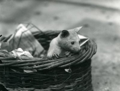Un joven Zarigüeya albina asomándose de una cesta en el Zoológico de Londres, octubre de 1920 de Frederick William Bond