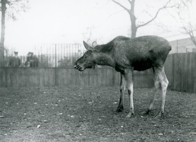 Un joven alce con heridas de astas recién caídas, en su corral en el Zoológico de Londres (foto en blanco y negro) de Frederick William Bond