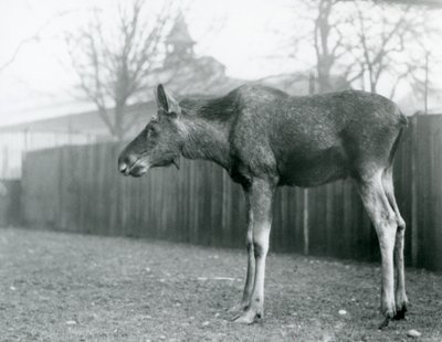 Un joven alce con heridas de astas recién caídas, de pie en su corral en el Zoológico de Londres de Frederick William Bond