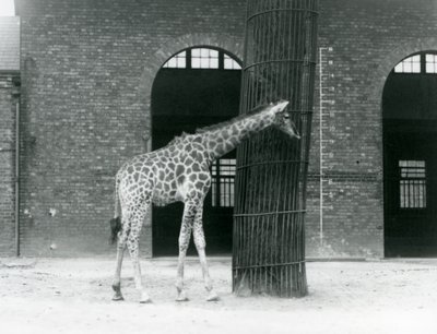 Una joven jirafa hembra parada frente a un árbol, en el paddock fuera de la Casa de las Jirafas, Zoológico de Londres de Frederick William Bond