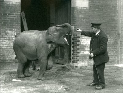 Una joven elefanta india con el cuidador H. Robertson, Zoológico de Londres, 22 de febrero de 1922 de Frederick William Bond