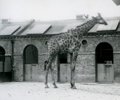 Una jirafa macho joven de pie en su corral frente a la Casa de las Jirafas, Zoológico de Londres de Frederick William Bond