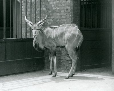 Un joven macho de Kudu Mayor en su recinto en el Zoológico de Londres en 1929 de Frederick William Bond