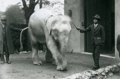 Elefante Birmano Albino Blanco Pawah con asistentes incluyendo al Dr. Saw Po Min, Zoológico de Londres, mayo de 1926 de Frederick William Bond