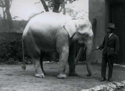 Elefante albino Pawah con el Dr. Saw Po Min, Zoológico de Londres, mayo 1926 de Frederick William Bond