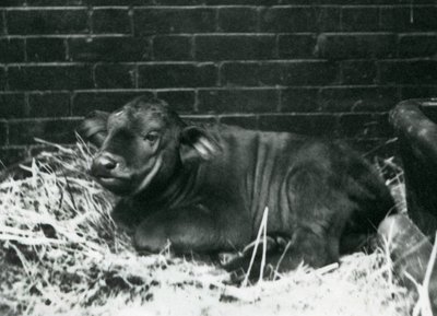 Un Búfalo del Cabo Africano, nacido en la menagerie el 8 de febrero de 1927, acostado en paja, Zoológico de Londres, febrero de 1927 de Frederick William Bond