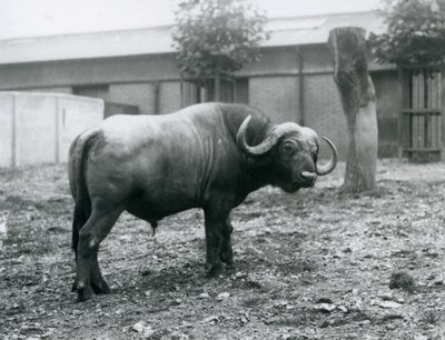 Un búfalo africano o búfalo del Cabo en su corral en el Zoológico de Londres, 1927 de Frederick William Bond