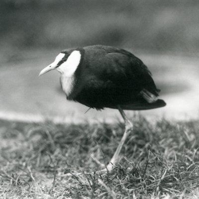 Un jacana africano de pie en el césped en el zoológico de Londres, agosto de 1927 de Frederick William Bond