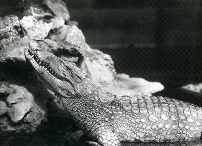 Un caimán americano descansando en una piscina, mirando hacia las rocas al lado de la piscina, Zoológico de Londres de Frederick William Bond