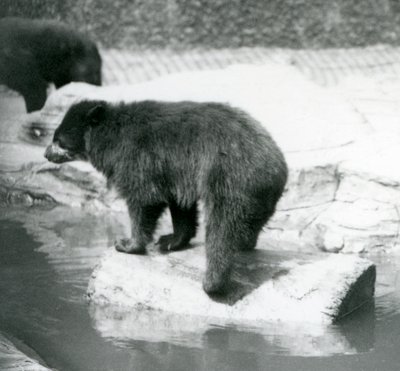 Un oso andino equilibrándose en un tronco en una piscina de agua, Zoológico de Londres, junio de 1925 de Frederick William Bond