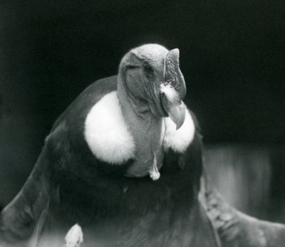 Un cóndor andino en el Zoológico de Londres en 1926 de Frederick William Bond