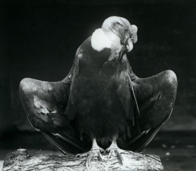 Un cóndor andino descansando en un tronco, Zoológico de Londres, 1925 de Frederick William Bond