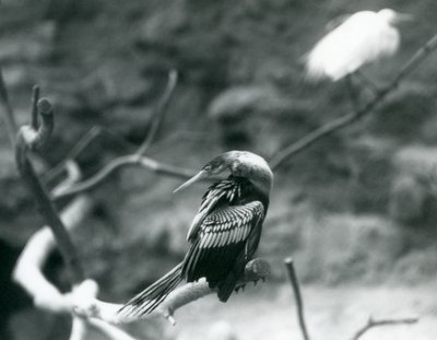 Un anhinga sentado en una rama en el Zoológico de Londres en septiembre de 1927 de Frederick William Bond