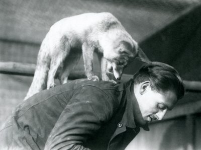 Un zorro rojo árabe mira por encima del hombro del cuidador F. Shelley, mientras está de pie en su espalda, Zoológico de Londres, 1925 de Frederick William Bond