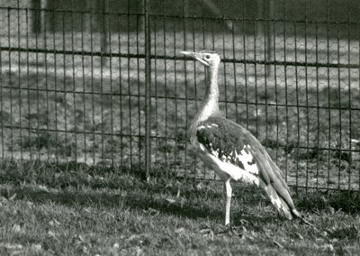 Una avutarda árabe de pie en su recinto en el Zoológico de Londres, 1924 de Frederick William Bond