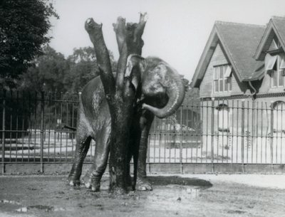 Un Elefante Asiático rascándose detrás de la oreja en el poste de rascado, en su recinto, Zoológico de Londres de Frederick William Bond