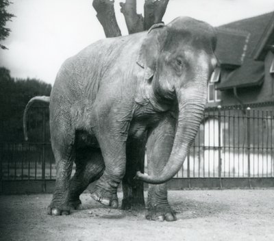 Un elefante asiático rascándose contra un árbol muerto, Zoológico de Londres de Frederick William Bond