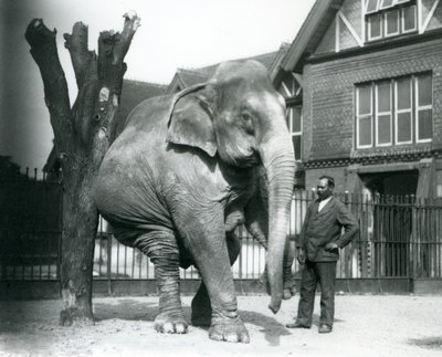 Un Elefante Asiático rascándose contra un árbol muerto, mientras se equilibra sobre tres patas, con su entrenador, Syed Ali, observando, Zoológico de Londres de Frederick William Bond