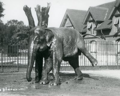 Un elefante asiático rascándose contra un árbol muerto, mientras se equilibra en tres patas, Zoológico de Londres de Frederick William Bond