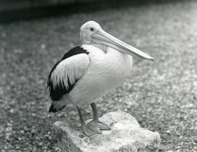 Un Pelícano Australiano posado en una piedra en el Zoológico de Londres en 1929 (foto en blanco y negro) de Frederick William Bond