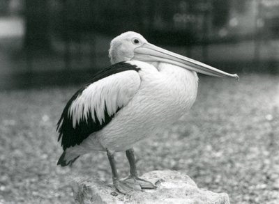 Un Pelícano Australiano posado en una piedra en el Zoológico de Londres en 1929 (foto en blanco y negro) de Frederick William Bond