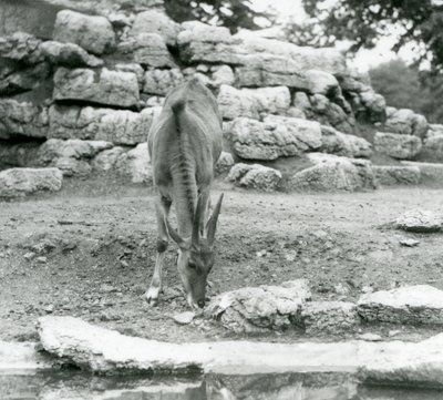 Un eland pastando en el corral de antílopes en el Zoológico de Londres en 1929 de Frederick William Bond
