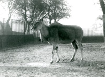 Un eland en su corral en el Zoológico de Londres en junio de 1925 de Frederick William Bond