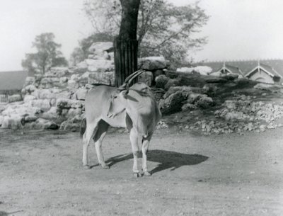 Un eland en su corral en el Zoológico de Londres en 1929 de Frederick William Bond