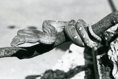 Una Boa Esmeralda con su cuerpo enrollado a lo largo de una rama, Zoológico de Londres, octubre de 1928 de Frederick William Bond