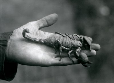Un escorpión emperador sostenido en la palma de la mano de un cuidador, Zoológico de Londres, octubre de 1925 de Frederick William Bond