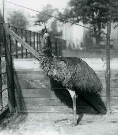 Un emú en el Zoológico de Londres en septiembre de 1927 de Frederick William Bond