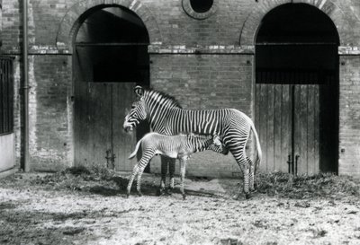 Una Cebra Imperial de Grevy en Peligro, alimentando a su potro de 4 días, en su corral en el Zoológico de Londres en agosto de 1927 de Frederick William Bond