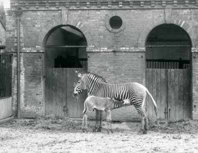 Una cebra de Grevy en peligro de extinción alimentando a su cría, en su corral en el Zoológico de Londres en 1927 de Frederick William Bond