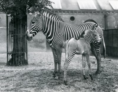 Una Cebra Imperial de Grevy en Peligro, de pie con su potro de 4 días, en su corral en el Zoológico de Londres en agosto de 1927 de Frederick William Bond