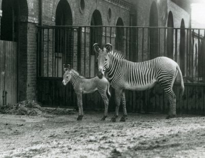 Una Cebra Imperial de Grevy en Peligro, de pie con su potro de 4 días, en su corral en el Zoológico de Londres en agosto de 1927 de Frederick William Bond