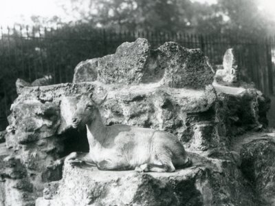 Un íbice del Himalaya descansando en un saliente rocoso en el zoológico de Londres, agosto de 1927 de Frederick William Bond