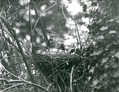 Un Ibis Sentado en su Nido en el Zoológico de Londres en 1924 de Frederick William Bond