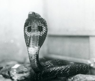Una cobra india con cabeza levantada y capucha expandida, Zoológico de Londres, octubre de 1925 de Frederick William Bond