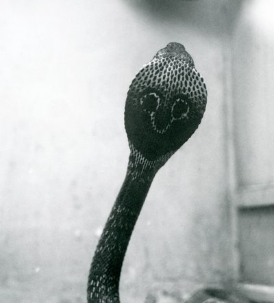 Una cobra india con cabeza levantada y capucha expandida, Zoológico de Londres, octubre de 1925 de Frederick William Bond