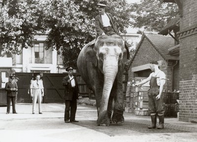 Un elefante indio siendo pesado por los cuidadores en el zoológico de Londres, agosto de 1935 de Frederick William Bond